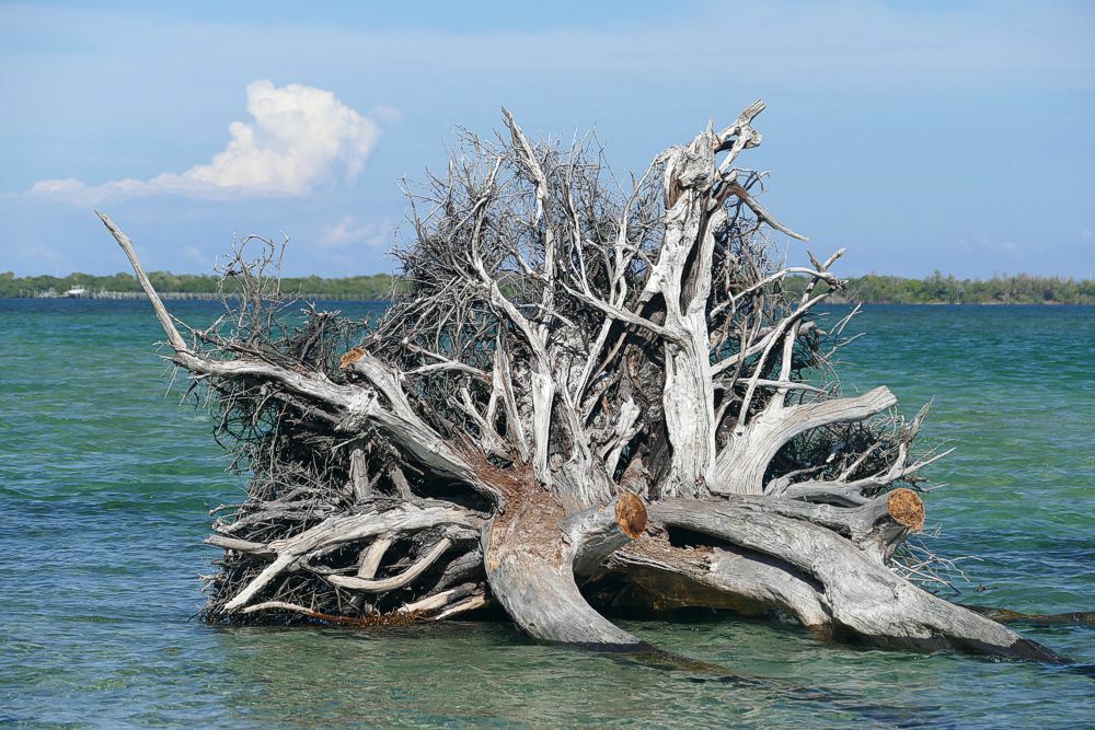 Click to See Next Image